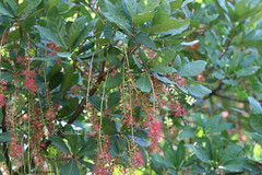 Barringtonia acutangula